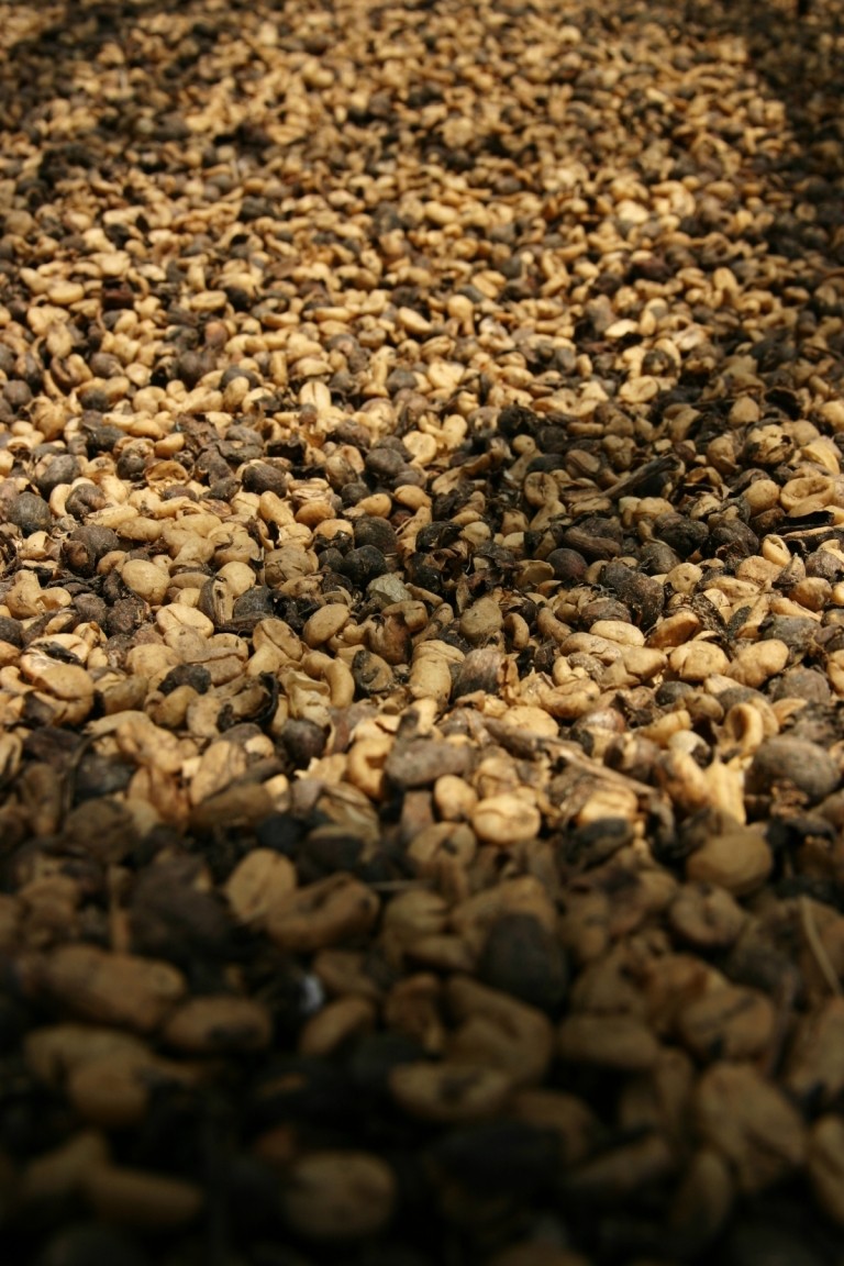 Coffee Beans Drying